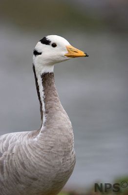 "Bar Goose"

