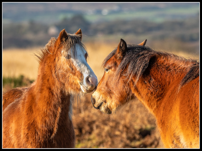Amoureux
Keywords: Fairwood Common Horses