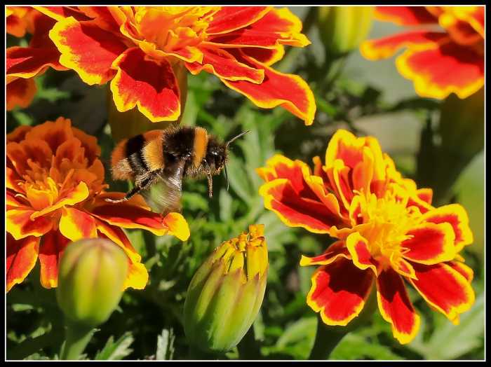 Collecting Pollen
Keywords: Bumble Bee