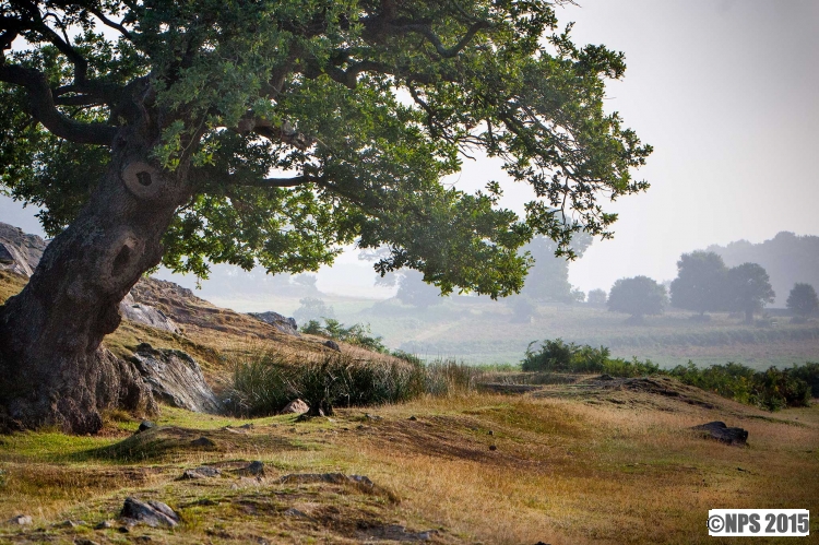Bradgate Park, Leicester
