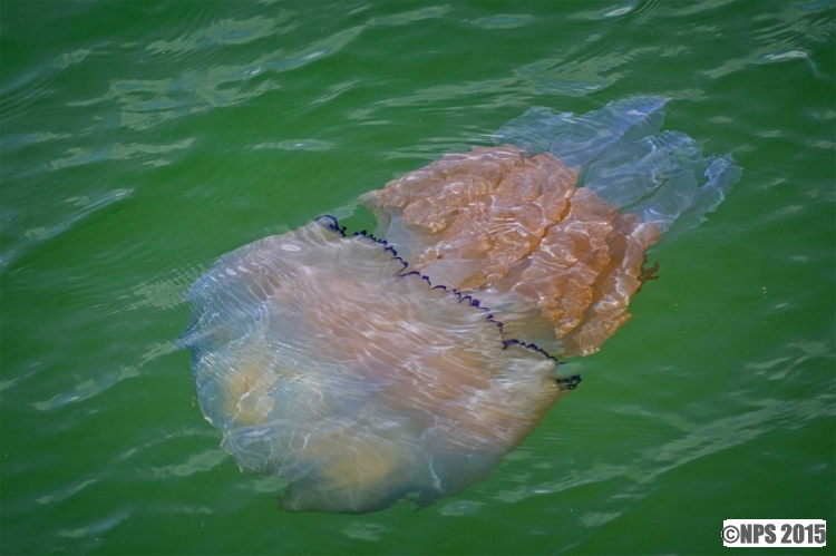 Giant Barrel Jellyfish
Photographed off Tenby
