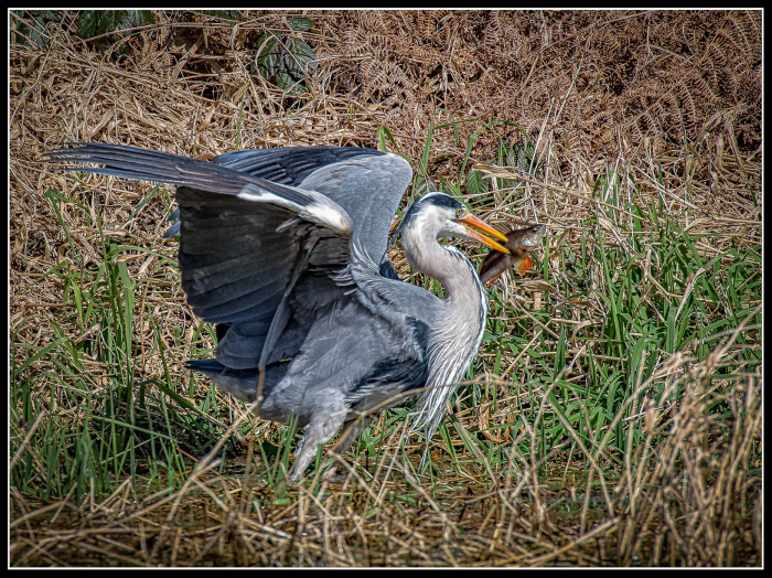 Heron with perch
Taken on recent visit to Bosherston Lilly Ponds in Pembrokeshire
