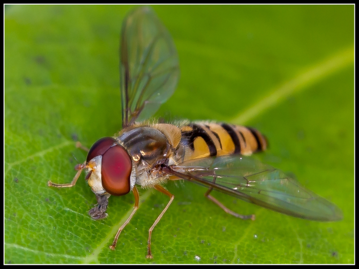Hoverfly Feeding
Keywords: insect