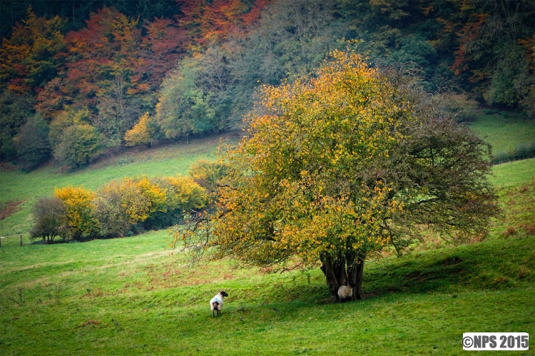 Autumn Colour
Mid Wales this weekend
