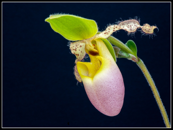 Lady's Slipper Orchid (Cypripedioideae)
Keywords: Orchid