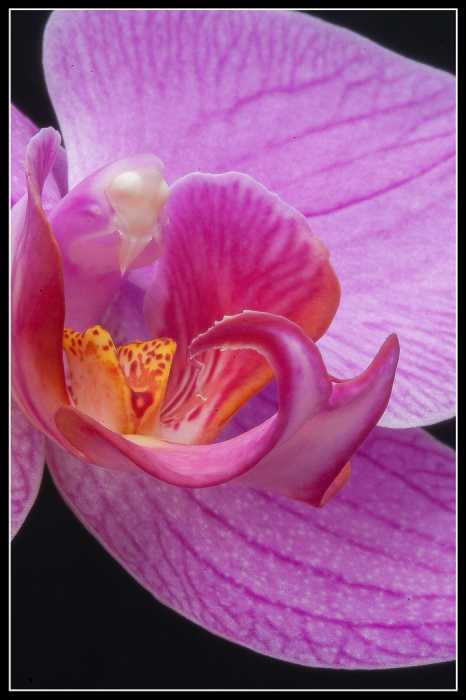 Orchid
Latest 'Intelligent' HD Satellite Dish?
