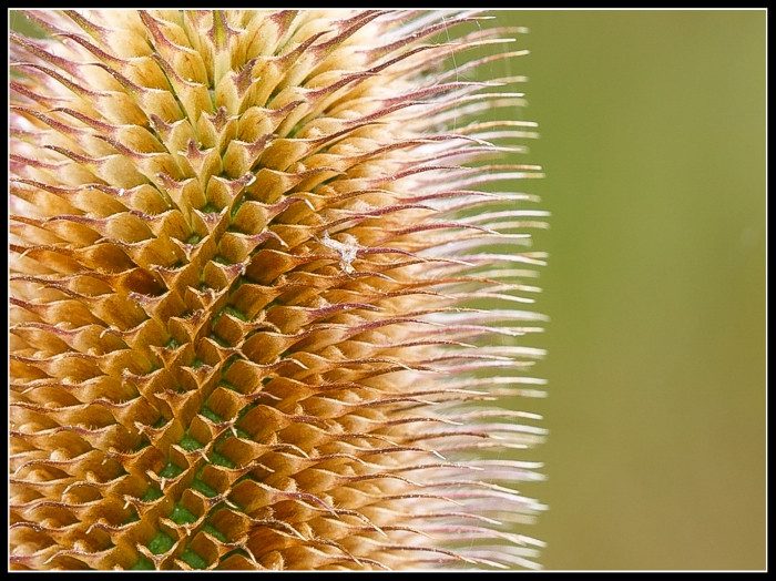 What is it?
The performance of the Canon 100mm IS macro lens is astonishing - this shot captured outdoors at the Wetlands - handheld at 1//200sec at f 7.1
