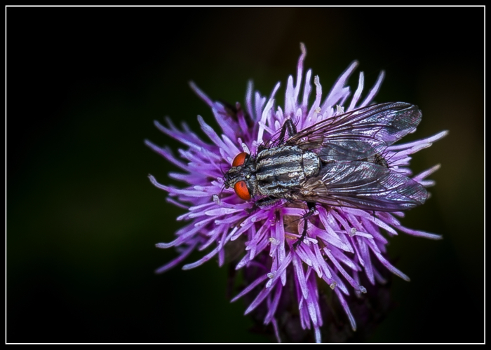 Flesh fly (Sarcophaga carnaria)
Don't know what the beasty is - just trying out  Canon 100mm IS macro lens at Wetlands this afternoon
