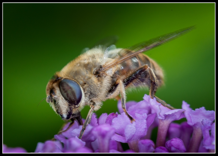 A Dusting of Pollen
