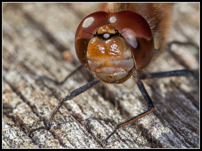 Common Darter Portrait
Should have gone to Specsavers
