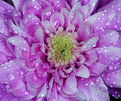 Flower Head in rain
