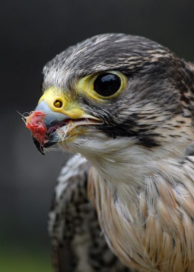 Lannar Cross Peregrine Falcon
This is a cross breed between a Lannar Falcon and a Peregrine
