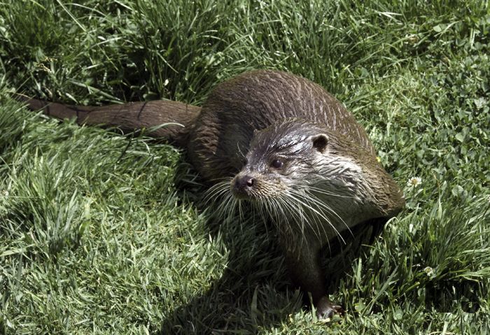 Oscar
Introducing Chairman Cliffs friend Oscar from the British Wildlife Centre

