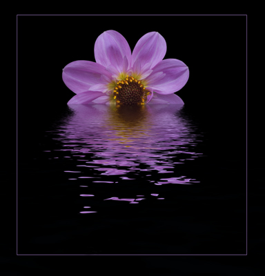 Overwatered
If it was good enough for them, what the hell...
