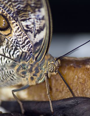 Owl Butterfly feeding
Sigma 70-300 Macro lens, Nikon D200.
