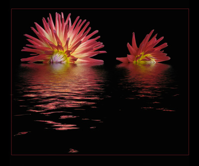 Rising Suns
If you can't beat them.......
