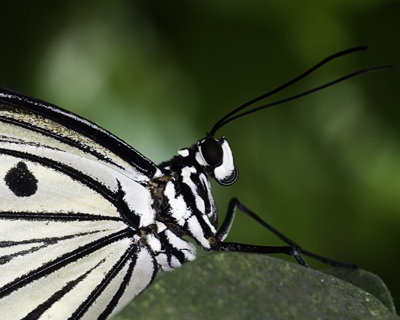 Tree Nymph
Taken with a Nikon D300, 100mm macro lens and ringflash
