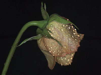 Wilting Rose
