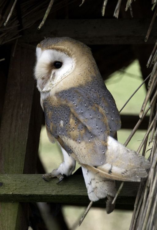 Barn Owl
Taken on a recent club outing.
