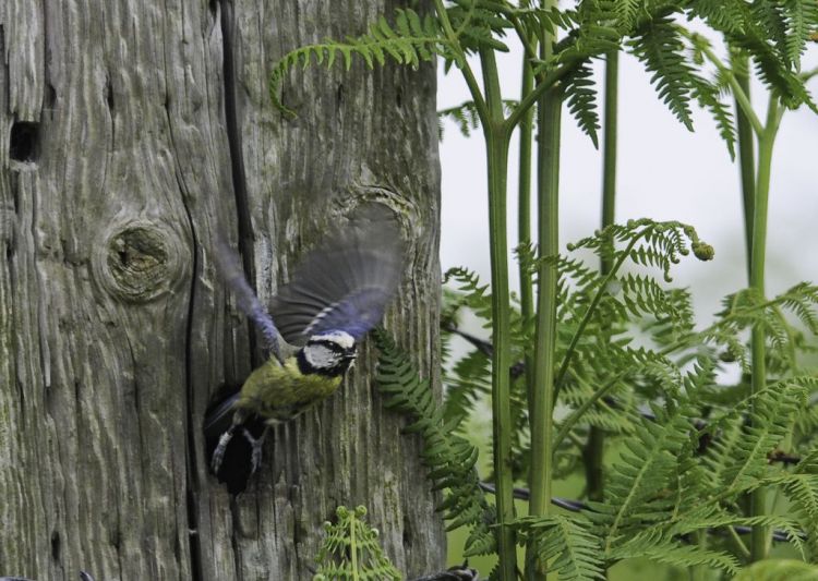 Blue Tit leaving nest
Taken at Kenfig Pool this was my third attempt at getting this image.
