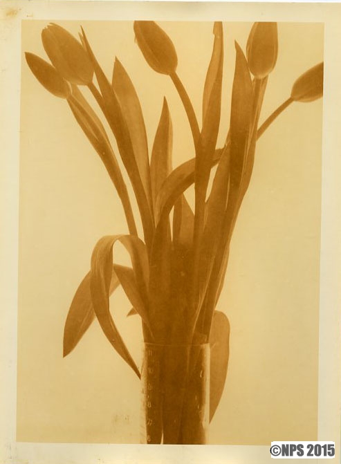 Measured Tulips
Lith print on Agfa Record Rapid paper
