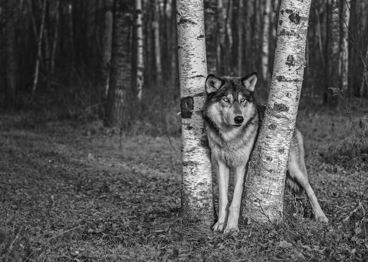Wolf in aspen woods
Won a WPF ribbon in the Welsh salon 2018
