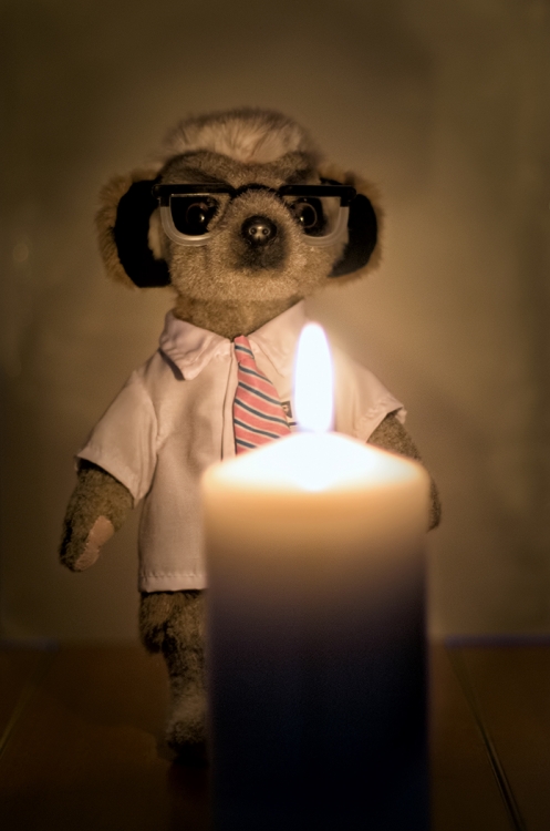 Meercat
Experiment with low light. February 2017.
Pentax k-5IIs. 50mm, f/1.4, 1/80sec, ISO 800.
