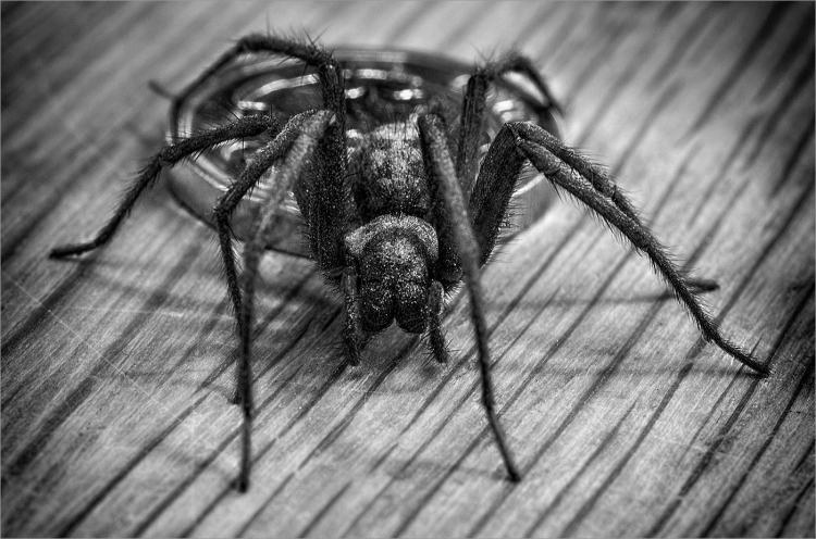 House Spider
Scored 16 (pdi), flora & fauna category.
Pentax K-5IIs. 50mm, f/14, 1/5sec, ISO 1600.
