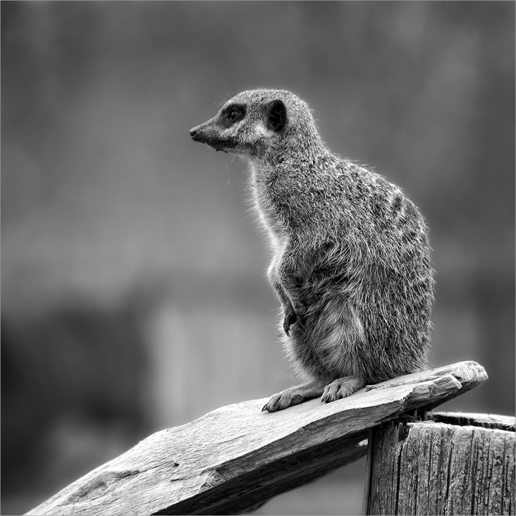 Meercat
Scored 19 (print), flora & fauna category.
Pentax K-x. 108mm, f/2.8, 1/160sec, ISO 200.
