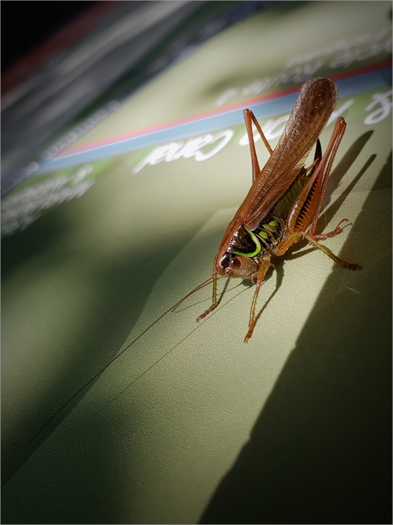 Metrioptera Roeselii
Scored 19 (print), flora & fauna category.
Samsung Galaxy S9 phone (!)
