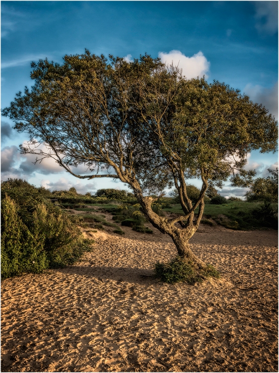 Kenfig Nature Reserve, August 2017.
Pentax k-5IIs. 21mm, f/11, 1/30sec, ISO 200, -1.3ev.
