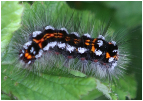 Brown tailed moth caterpillar hairs are very toxic, Beware
