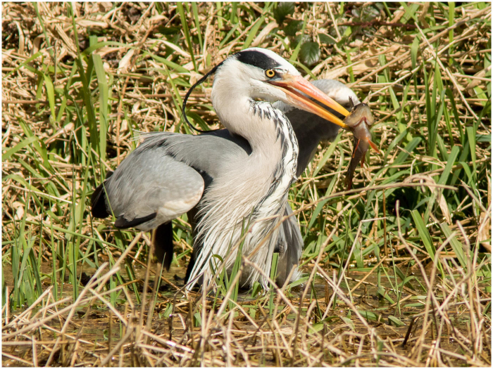 Grey_Heron_Ardea_cinerea_with_catch_-_Haydn_Thomas_DPAGB_EFIAP.jpg