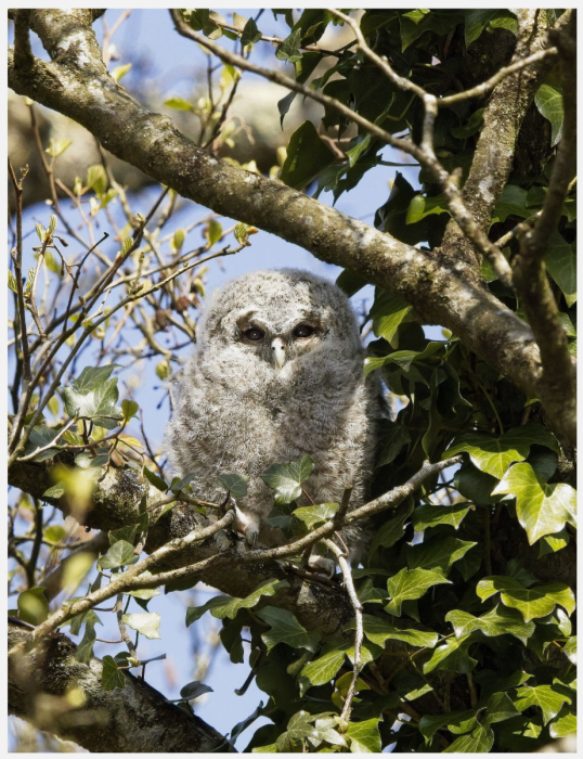 Tawney_Owl_Branching.jpg